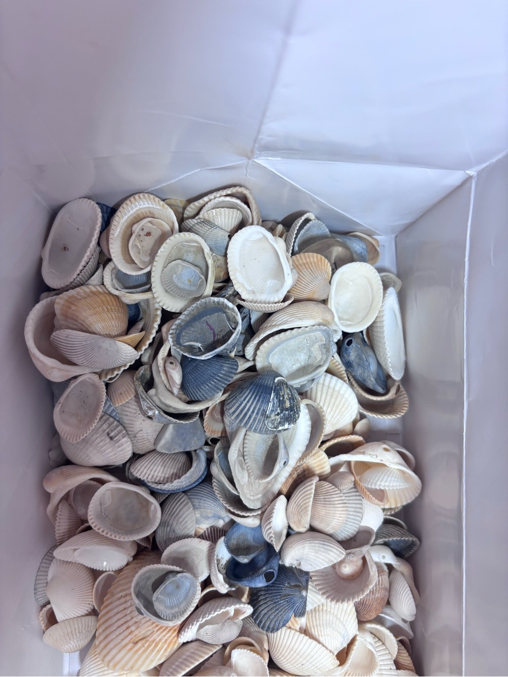 4 lbs Natural Mixed Seashell Collection - Neutral Tones home decor - Picture 4 of 8